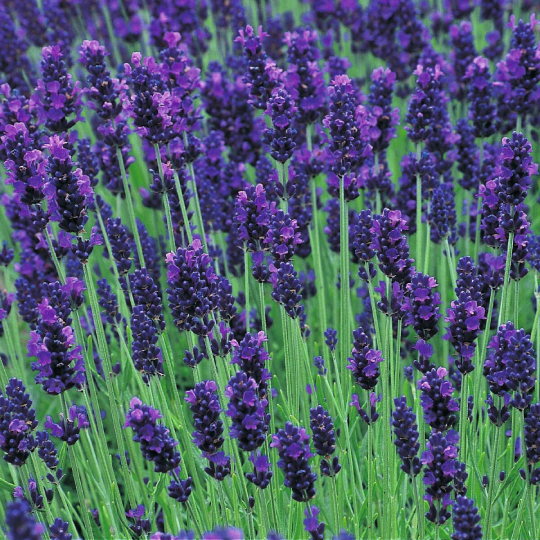 Top Grade Dried Pure French Lavender Buds Top Grade Dried Pure French Lavender Buds