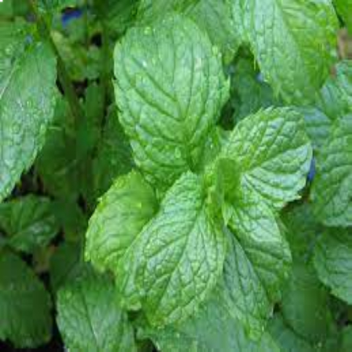 mint tea