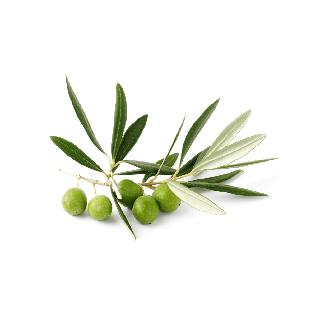 olive-leaf