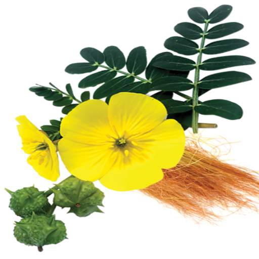 sankol kidney treatment