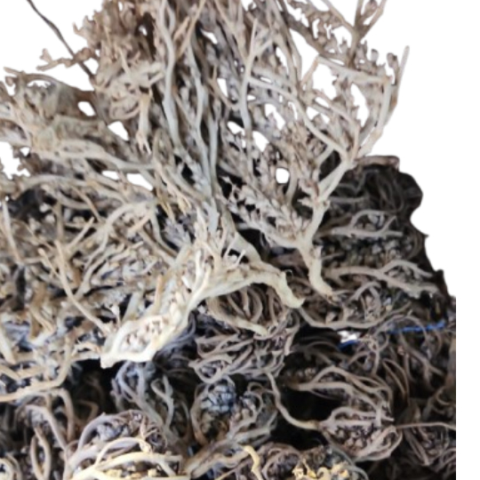 Dried Consortium Of Lichen Herbaria Cladonia Mitis Dried Consortium Of Lichen Herbaria Cladonia Mitis