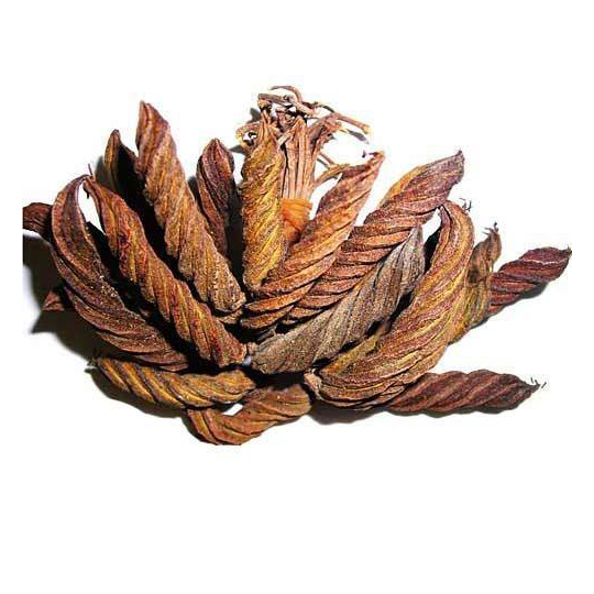 Dried Screw In Uae Dried Screw In Uae