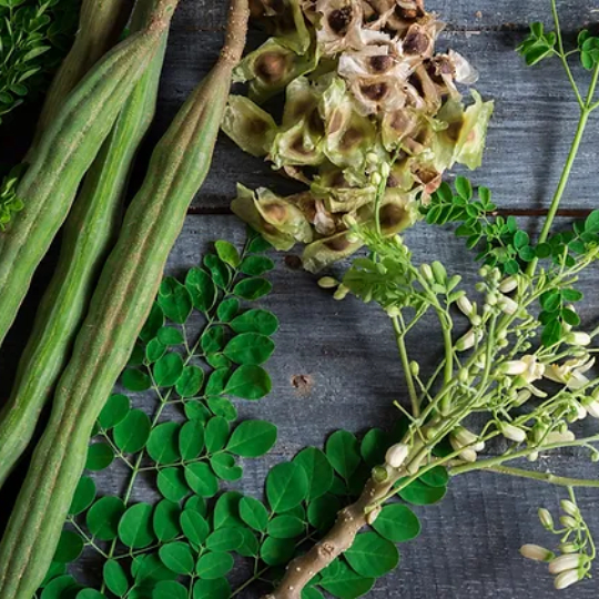 Moringa Dried Seeds For Health Benefit Moringa Dried Seeds For Health Benefit