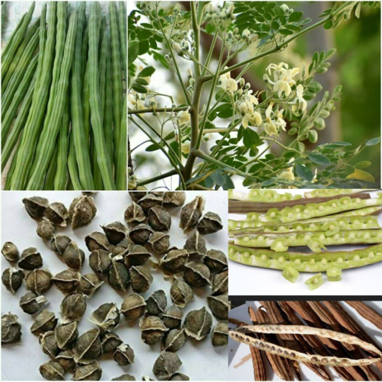 Moringa Dried Seeds Moringa Dried Seeds