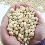 Natural Peanut Kernels